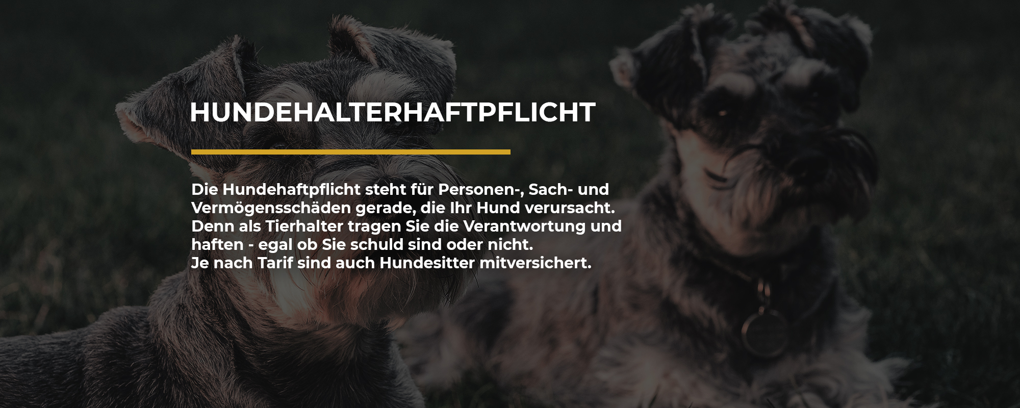Hundehalterhaftpflicht